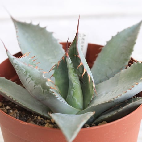 Agave パラサナ