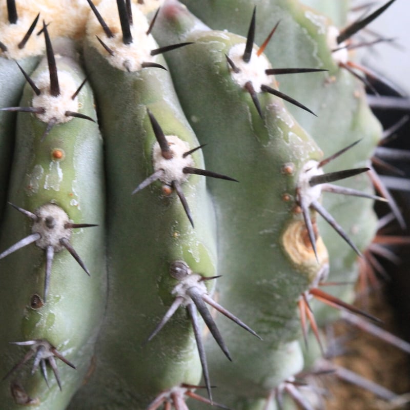 黒王丸　大型　接ぎ木 黒王丸 大型 接ぎ木 - メルカリ