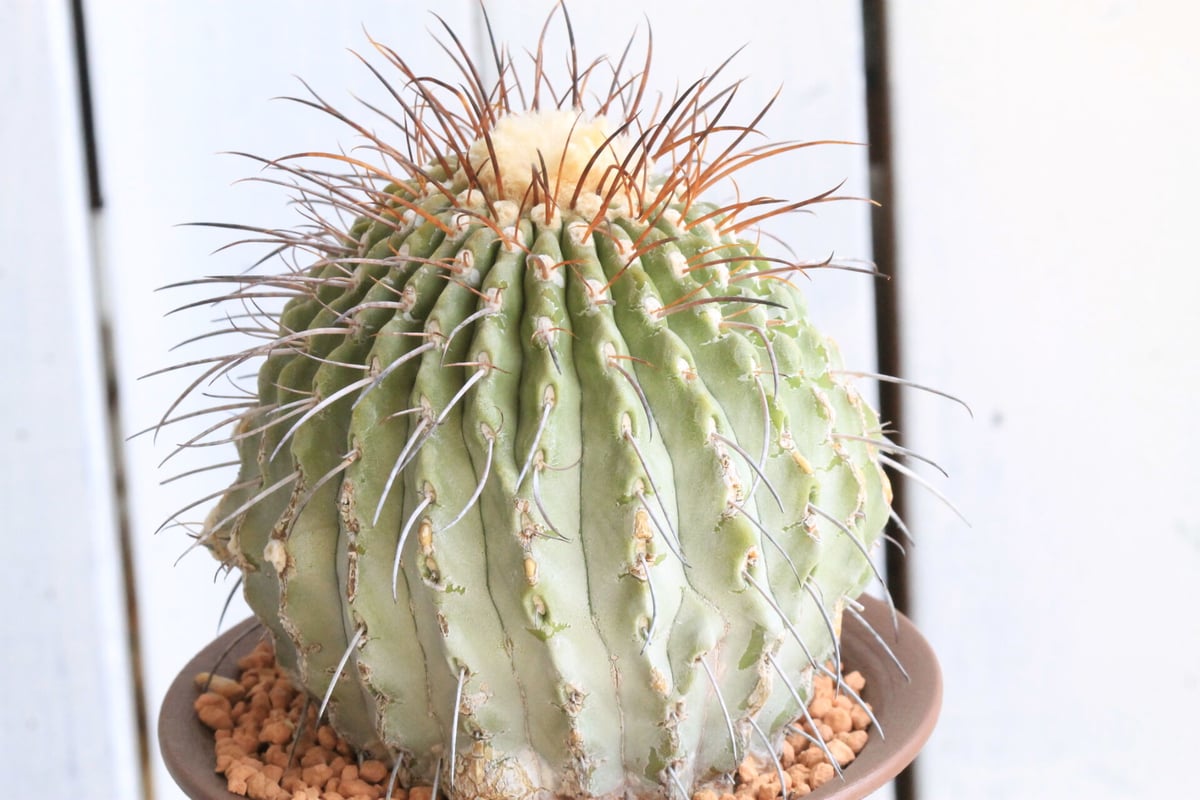 コピアポアデアルバータ黒士冠怪物級