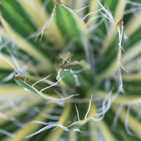 agave　アガベ　白糸の王妃 黄斑