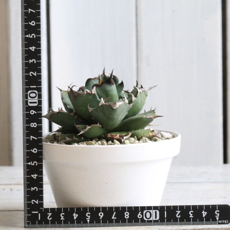 アガベ チタノタ NO.1 | hanayoshi-botanical