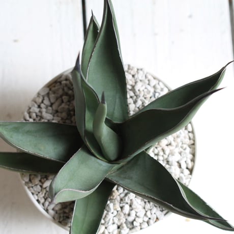 Agave シャークスキン