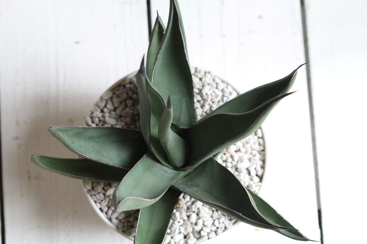 Agave シャークスキン | hanayoshi-botanical Agave シャークスキン | hanayoshi-botanical
