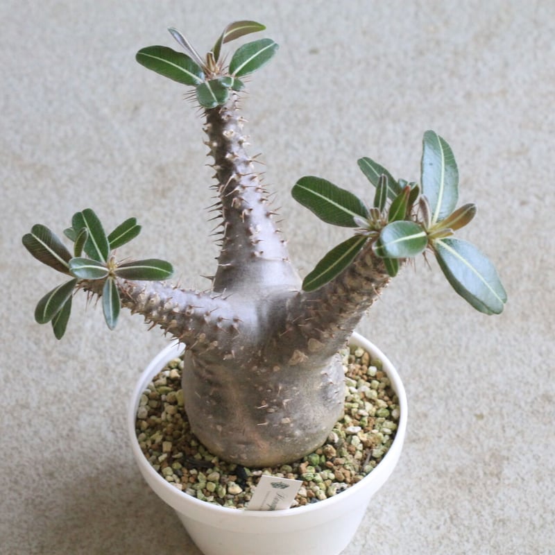 パキポディウム カクチペス | hanayoshi-botanical パキポディウム カクチペス | hanayoshi-botanical