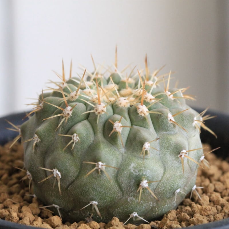 コピアポア コルムナ アルバ（実生） | hanayoshi-botanical