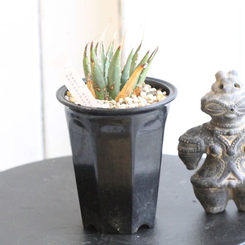 アガベ ユタエンシス カイバベンシス | hanayoshi-botanical