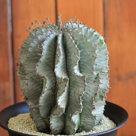 Euphorbia horrida アルバ