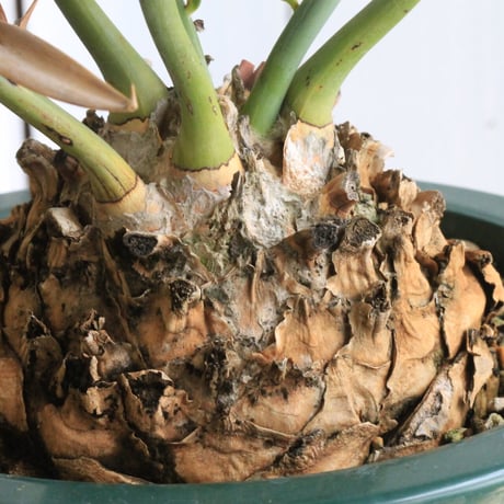 エンセファラルトス　ホリダス