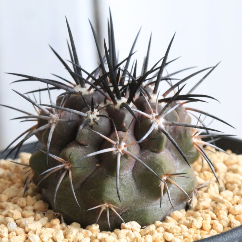 コピアポア　シネレスケンス　実生 コピアポア シネレア 黒王丸 実生⑪ | hanayoshi-botanical