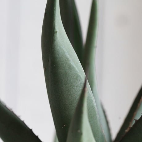 Agave シャークスキン
