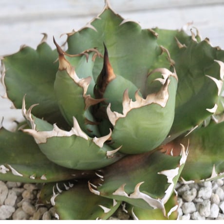 アガベ　チタノタ　金NO.1