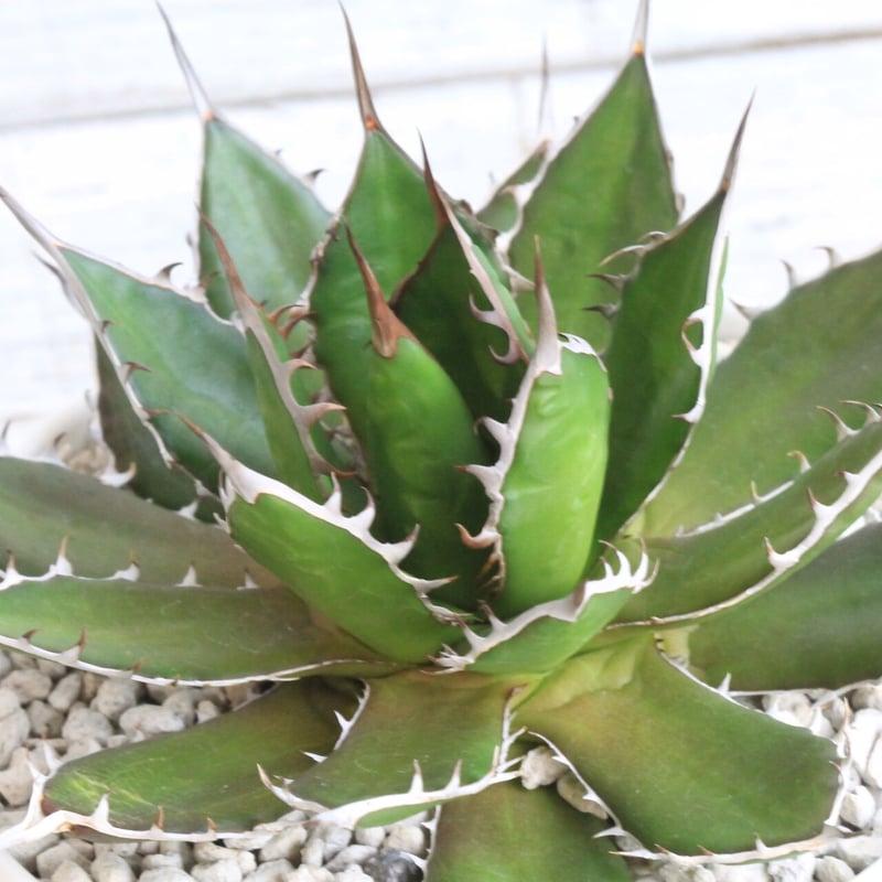 アガベ ギルベイ | hanayoshi-botanical