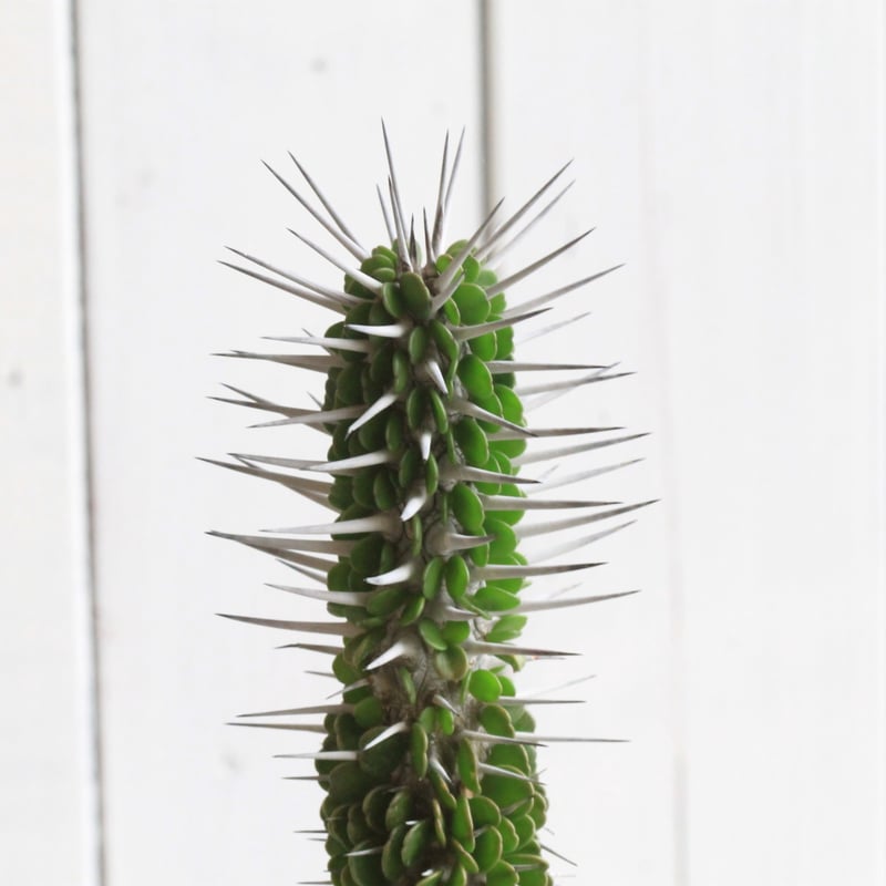 アローディア モンタグナッキー② | hanayoshi-botanical