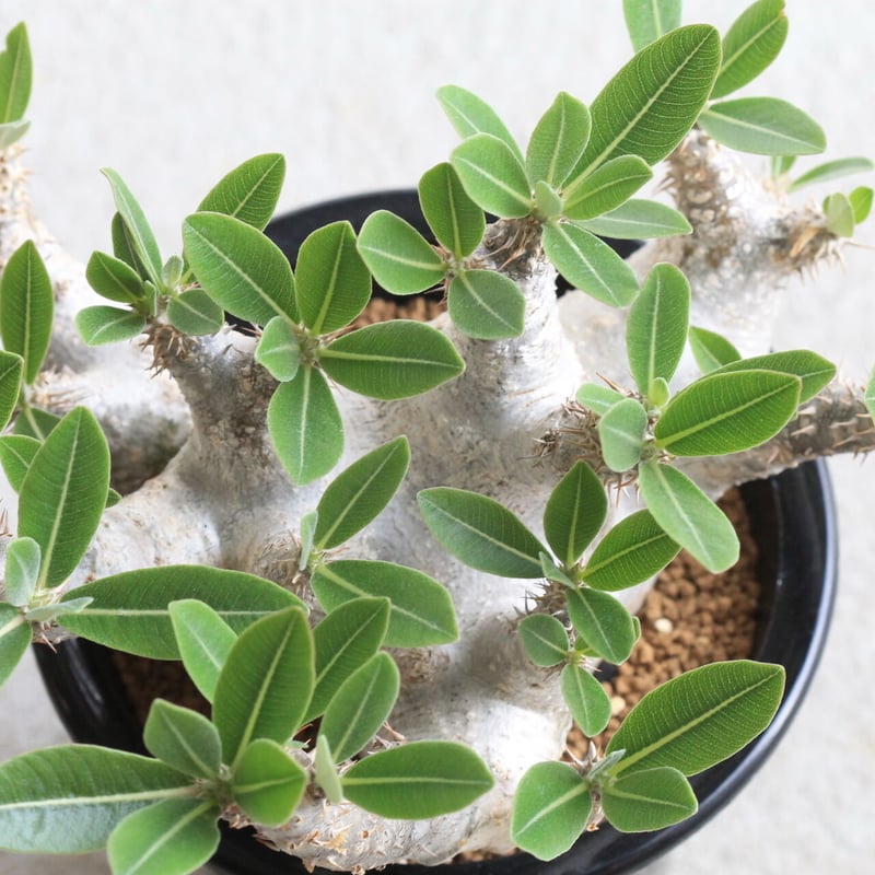 パキポディウム マカイエンセ | hanayoshi-botanical