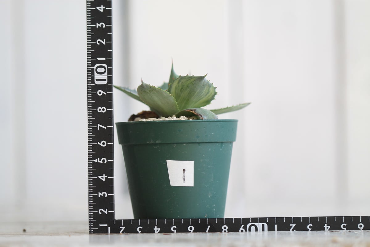 【SPRING SALE】 Cアガベ・ポタトラム・三宅雷神　縞斑♡ アガベ ポタトラム ' 三宅雷神 ' 極上縞斑 @hanaden.k Agave potatorum