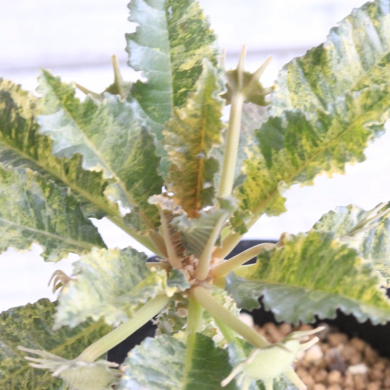 ドルステニア ホルウッディHYB | hanayoshi-botanical