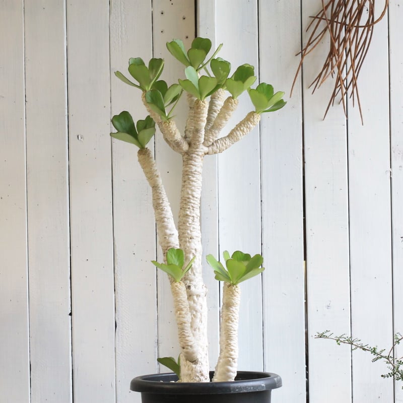 ユーフォルビア ポイゾニー | hanayoshi-botanical