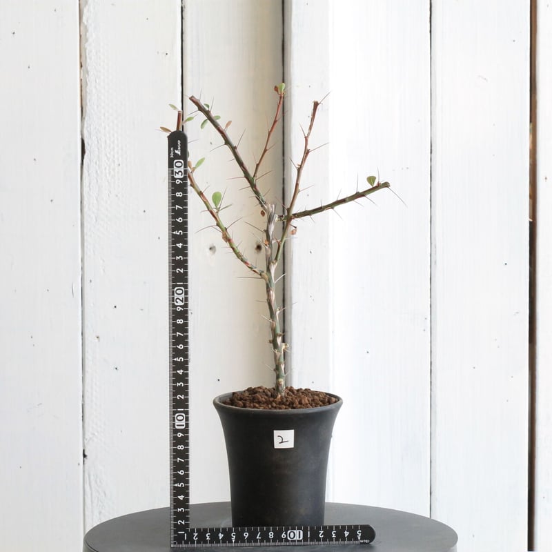 フォークイエリア　ファシクラータ フォークイエリア ファシクラータ | STELLA.PLANTS