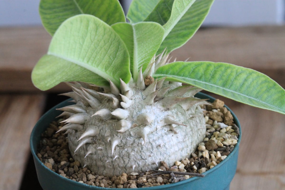 パキポディウム レウコキサンツム① | hanayoshi-botanical