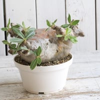 フォークイエリア　プルプシー　国内実生株(鉢付き) フォークイエリア プルプシー（実生） | hanayoshi-botanical