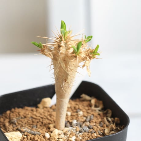 Euphorbia　ギラミニアーナ 　実生