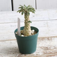 ドルステニア　ラブラニー①