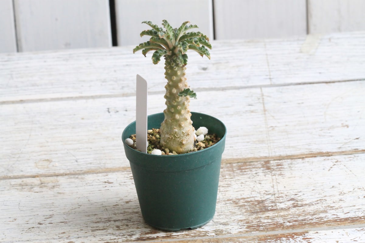 AAA　ドルステニア　ラブラニー fit=scale-down,w=1200