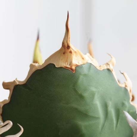 アガベ　チタノタ　白鯨