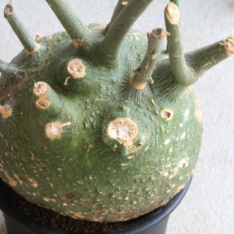 アデニア プセウドグロボーサ | hanayoshi-botanical