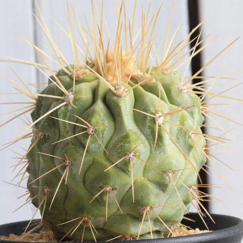 コピアポア ギガンティア | hanayoshi-botanical