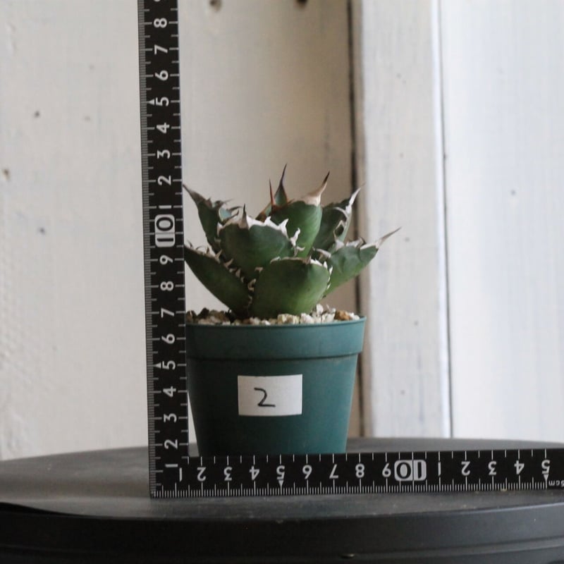 アガベ チタノタ FO76（良型） | hanayoshi-botanical