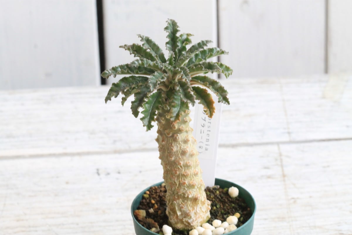 AAA　ドルステニア　ラブラニー fit=scale-down,w=1200