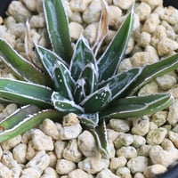 アガベ オバティフォリア キラー | hanayoshi-botanical