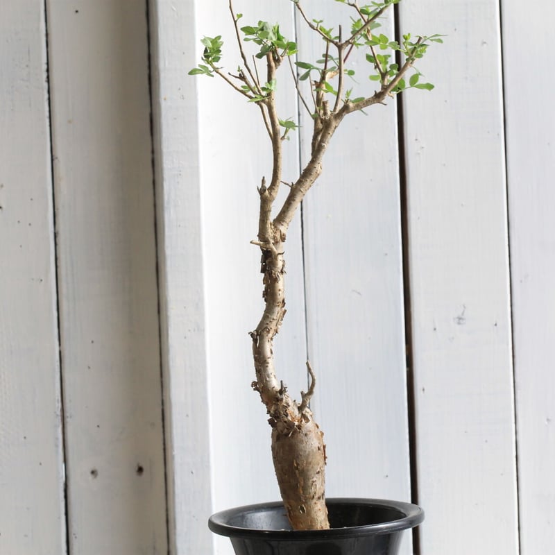 ブルセラ ファガロイデス | hanayoshi-botanical ブルセラ ファガロイデス | hanayoshi-botanical
