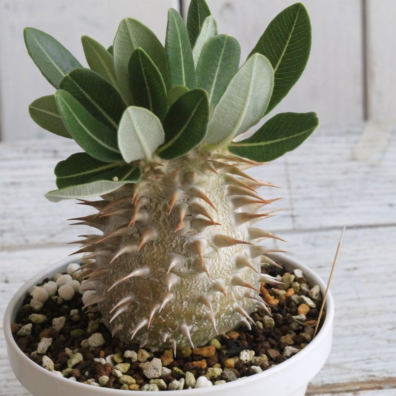 パキポディウム エブレネウム パキポディウム エブレネウム | GREEN LUCK