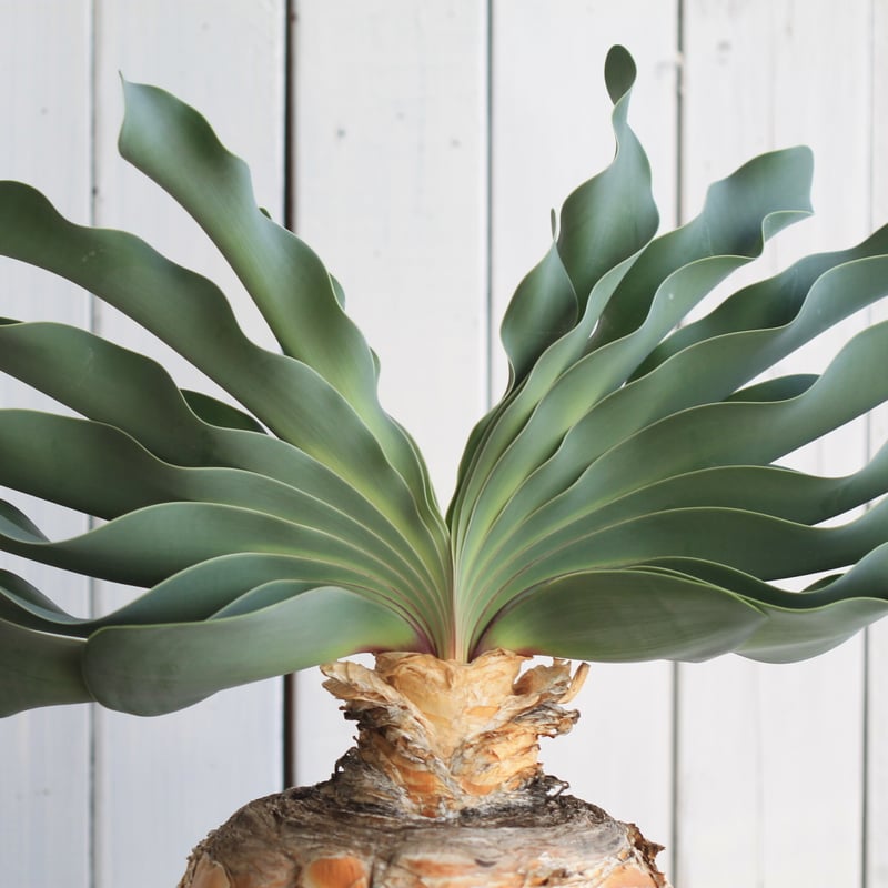 ブーファン　ハエマントイデス　カキコ ブーファン ハエマントイデス | hanayoshi-botanical