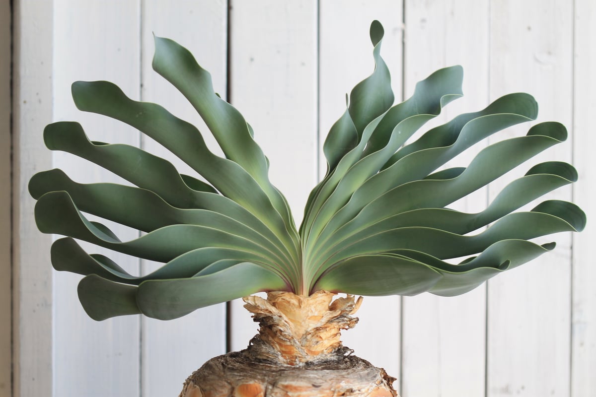 ブーファン ハエマンソイデス (ハエマントイデス) ブーファン ハエマントイデス | hanayoshi-botanical