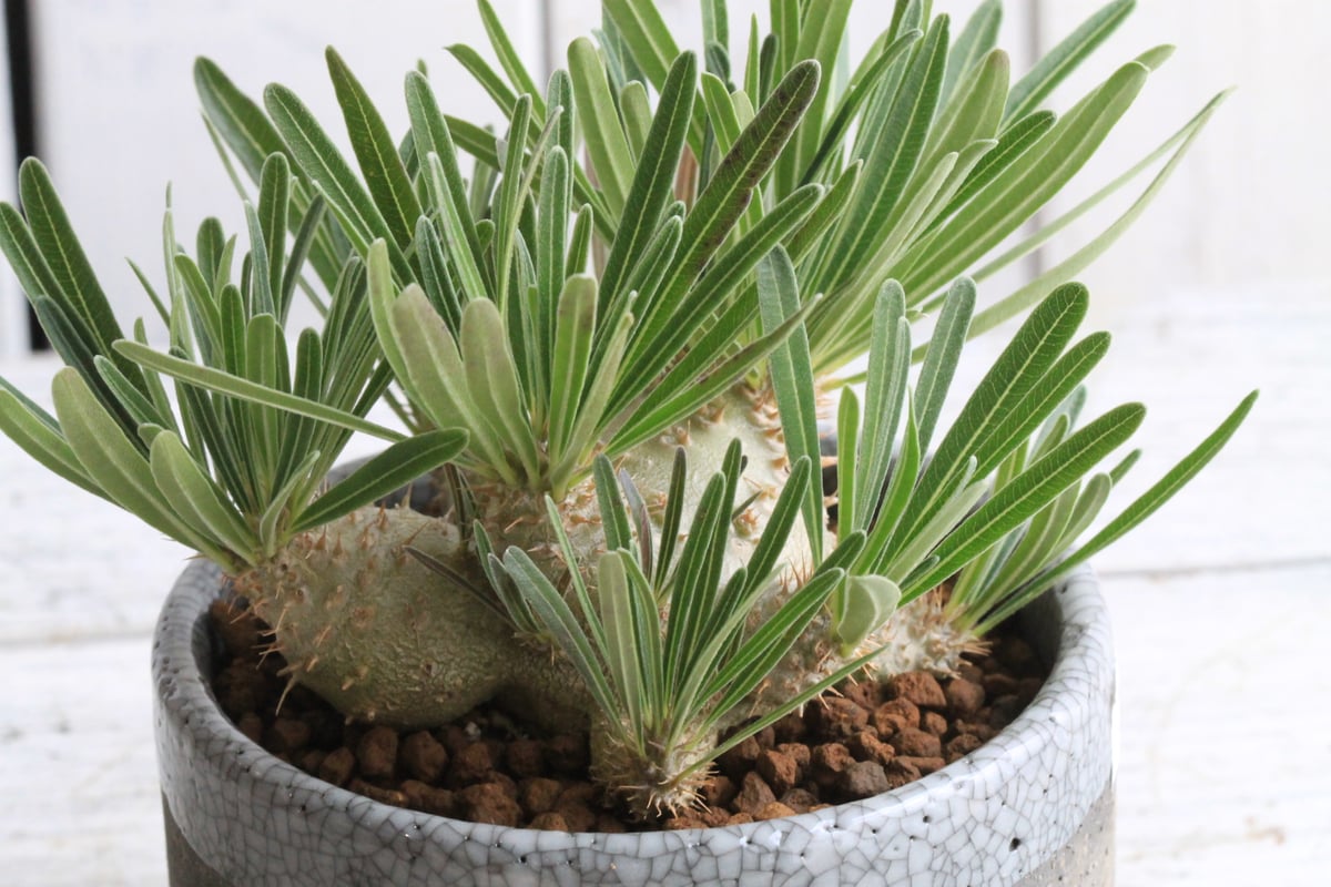 パキポディウム グラキリス 実生 Hanayoshi-botanicalオリジナルポット