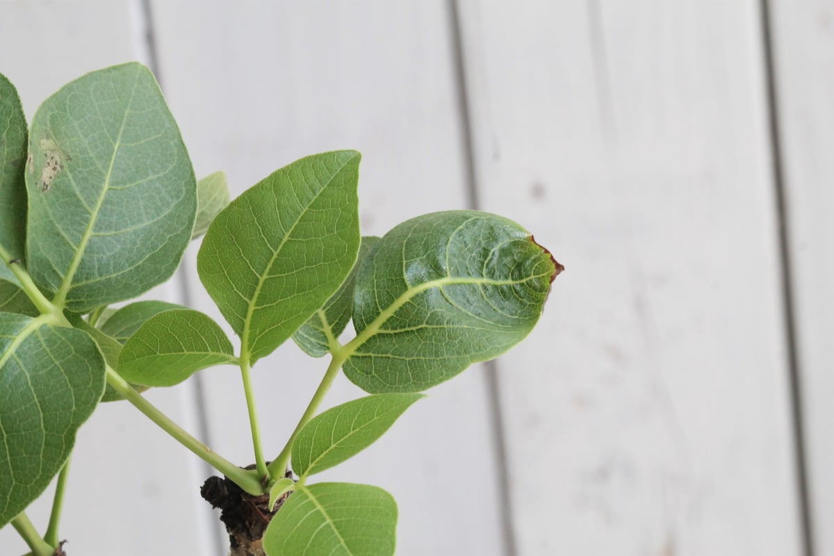コミフォラ グイドッティ | hanayoshi-botanical
