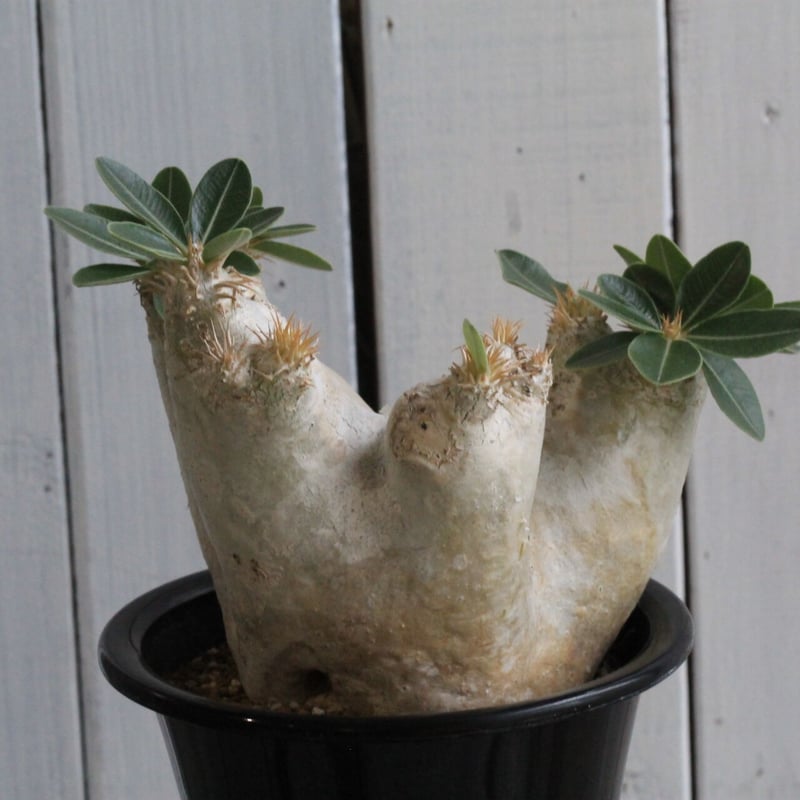 パキポディウム エブレネウム | hanayoshi-botanical