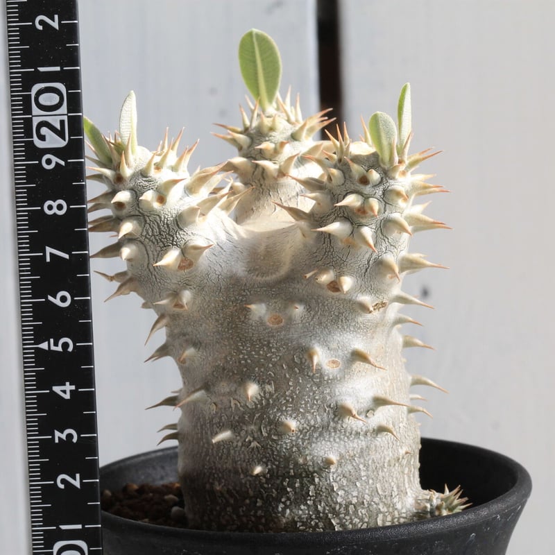 パキポディウム 恵比寿大黒 | hanayoshi-botanical