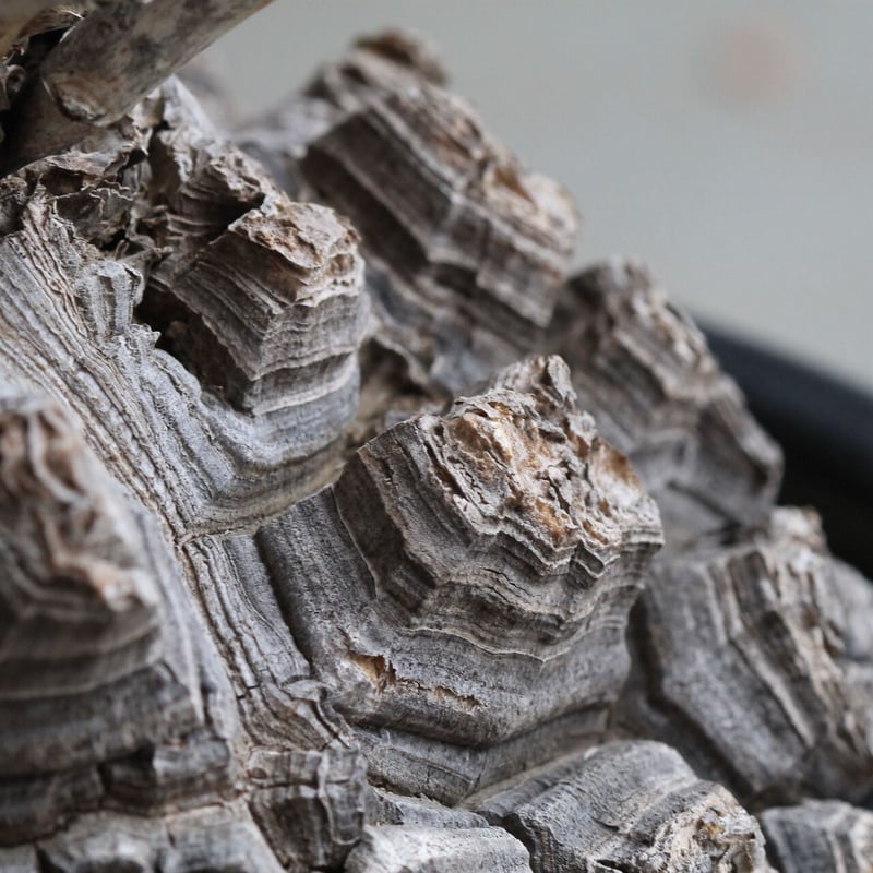 ディオスコレア 亀甲竜 | hanayoshi-botanical