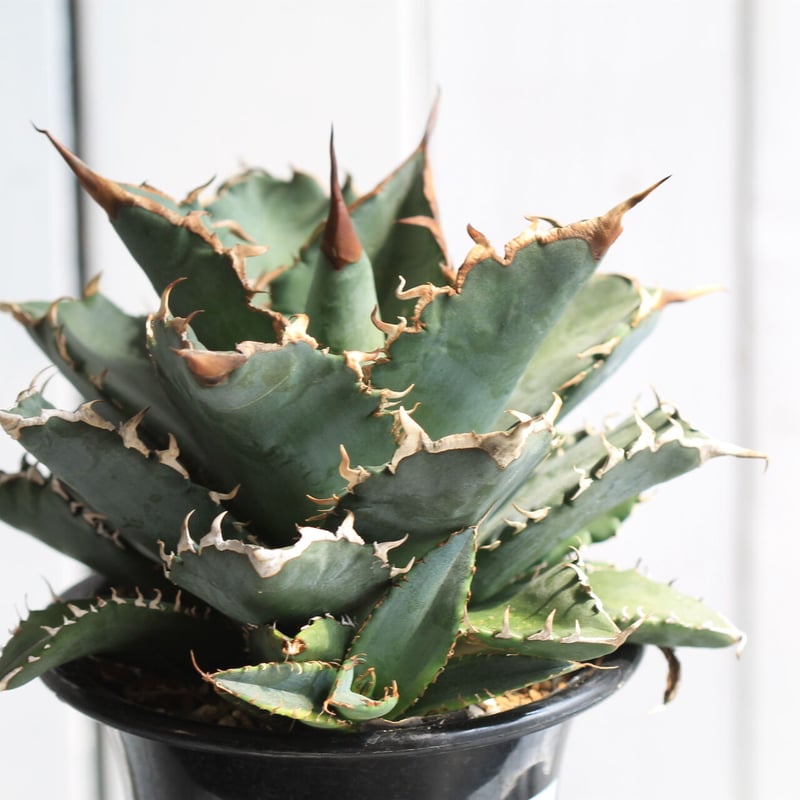 アガベ チタノタ 牡丹厳竜 3head アガベ チタノタ 牡丹厳竜 3head ザ