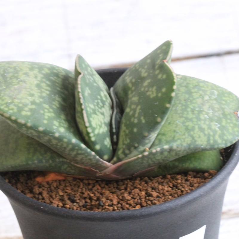 恐竜 ガステリア 厚舌 ガステリア：恐竜 3号25-01 の通販 | 園芸ネット