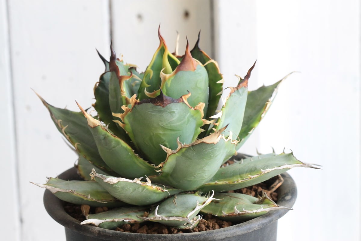 アガベ チタノタ 黄覆輪（季節斑） | hanayoshi-botanical