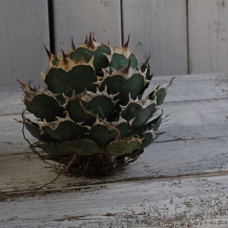 Agave titanota Jupiter