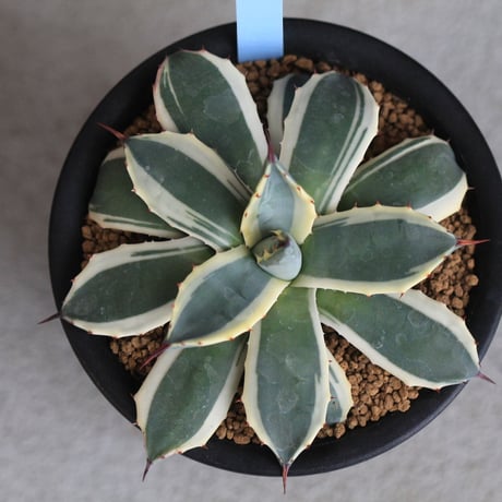 Agave Cream Spike クリームスパイク