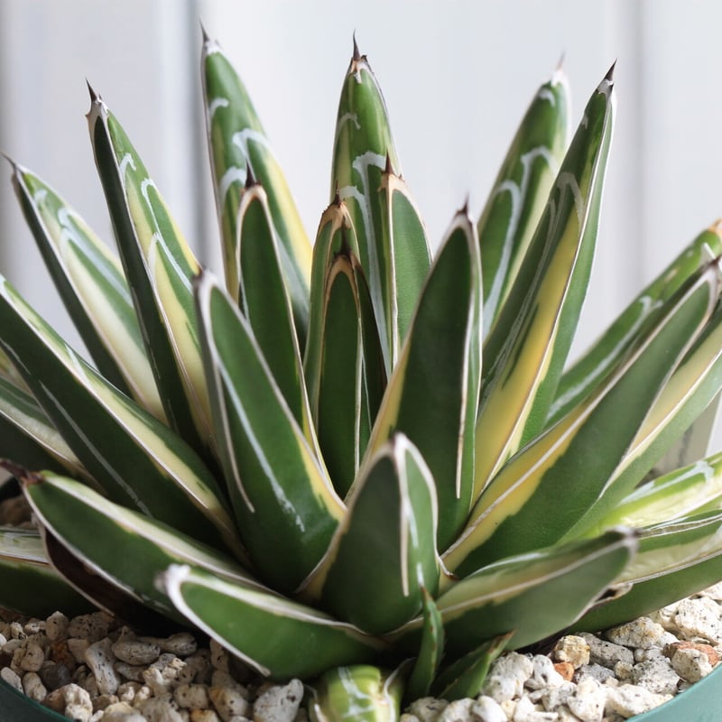 アガベ笹の雪新雪山(ロッキー)中株コレクション個体チタノタ アガベ ロッキー雪山 | hanayoshi-botanical