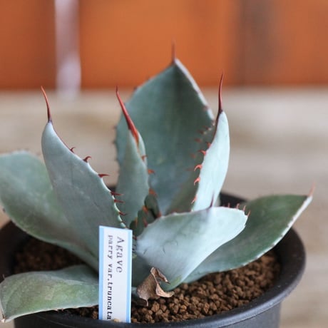 Agave parry v. truncata