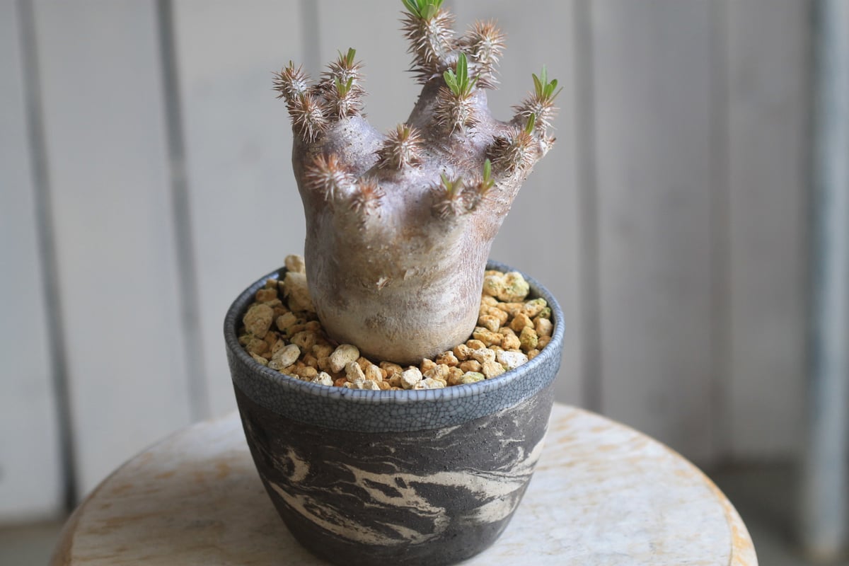 パキポディウム ブレビカリックス　発根済み　カチカチ　巨大 878335f512f755a8d5f7dc5b2aac58